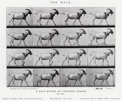 Eadweard Muybridge: Der Gang von Eadweard Muybridge