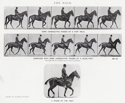 Eadweard Muybridge: Der Gang von Eadweard Muybridge