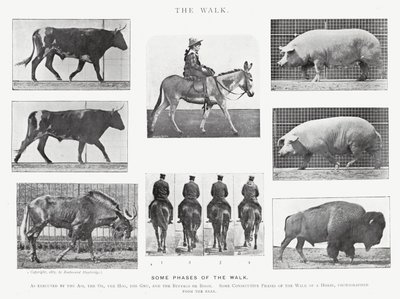Eadweard Muybridge: Der Gang von Eadweard Muybridge
