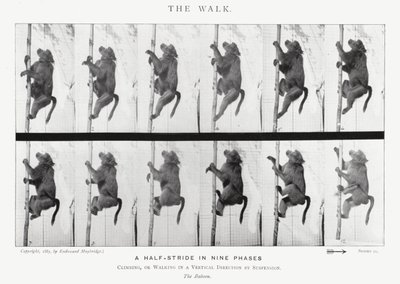 Eadweard Muybridge: Der Gang von Eadweard Muybridge