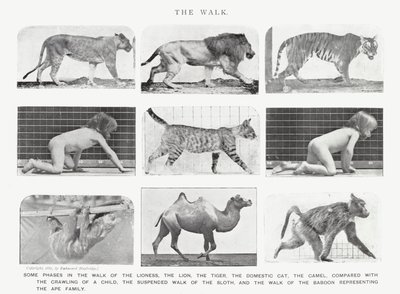 Eadweard Muybridge: Der Gang von Eadweard Muybridge