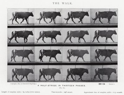 Der Spaziergang von Eadweard Muybridge