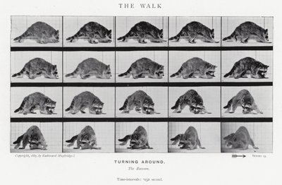 Der Spaziergang von Eadweard Muybridge