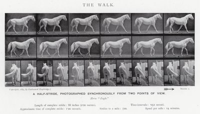 Eadweard Muybridge: Der Gang (s/w Foto) von Eadweard Muybridge