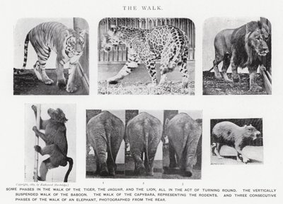Eadweard Muybridge: Der Gang von Eadweard Muybridge