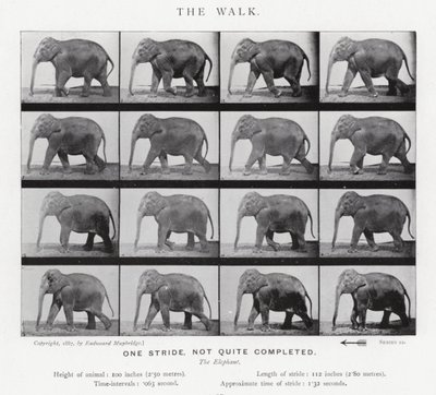 Eadweard Muybridge: Der Gang von Eadweard Muybridge