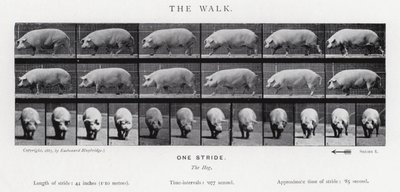 Eadweard Muybridge: Der Gang von Eadweard Muybridge