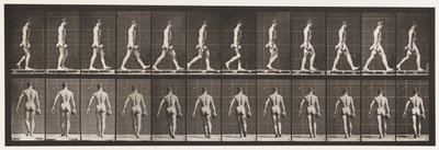 Tafel 28. Gehen, 50 Pfund Hantel in der rechten Hand tragen von Eadweard Muybridge