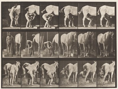 Tafel 509. Ein Pferd beschlagen von Eadweard Muybridge