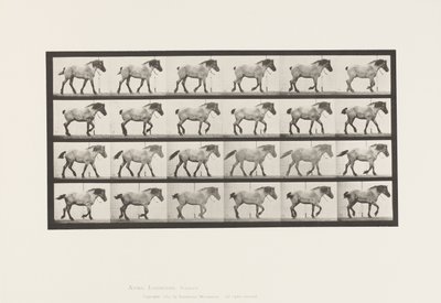 Tafel 574. Gehen; Frei; Dunkelgraues Belgisches Pferd Hansel, 1885 von Eadweard Muybridge