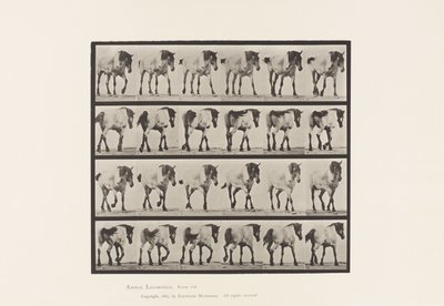 Tafel 575. Gehen; Frei; Dunkelgraues belgisches Pferd Hansel von Eadweard Muybridge
