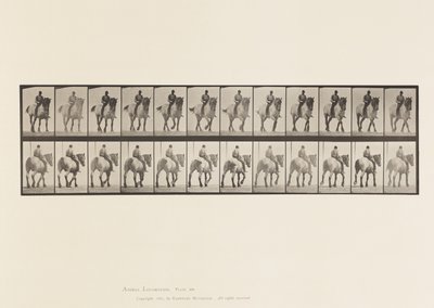 Tafel 578. Gehend; Ohne Sattel; Dunkelgraues Belgisches Pferd Dusel von Eadweard Muybridge