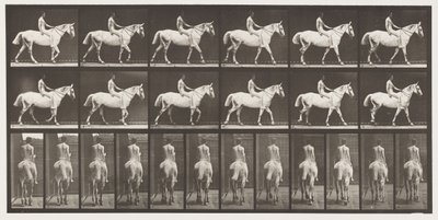 Tafel 581. Gehen; Ohne Sattel; Reiter, 43, nackt; Hellgraues Pferd Smith, 1885 von Eadweard Muybridge
