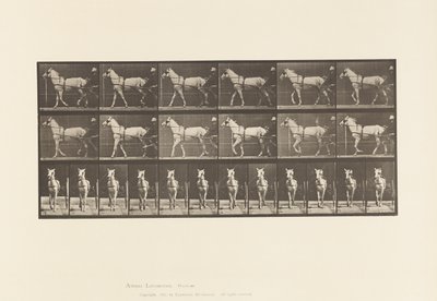 Gehen; Sulky; Hellgraue Stute, Katydid von Eadweard Muybridge