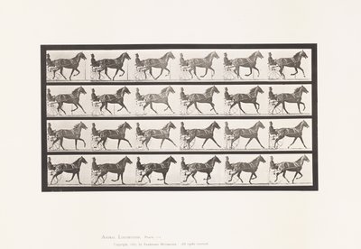 Tafel 614. Trab; Übergang zum Galopp; Fuchsfarbene Stute Flode Holden von Eadweard Muybridge
