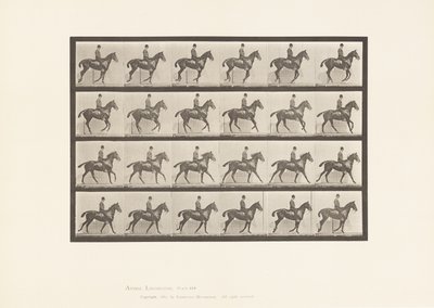 Tafel 616. Kanter; Sattel; Braunes Pferd Daisy von Eadweard Muybridge