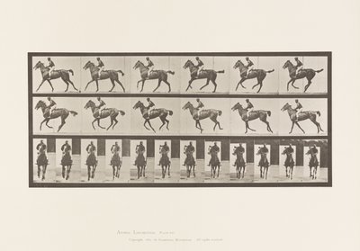 Tafel 621. Kanter; Sattel; Vollblut Braune Stute Annie 6 von Eadweard Muybridge