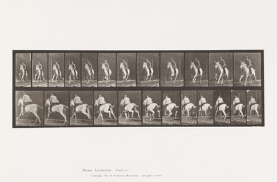 Tafel 630. Galopp; Sattel; Graue Stute Pandora von Eadweard Muybridge