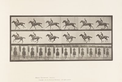 Tafel 631. Galopp; Sattel; Vollblut Braunes Pferd Bouquet von Eadweard Muybridge