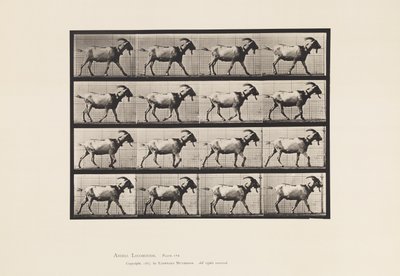 Platte 676. Ziege; Gehen von Eadweard Muybridge