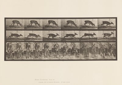 Tafel 681. Virginia-Hirsch; (Ohne Geweih) Bock gehend von Eadweard Muybridge