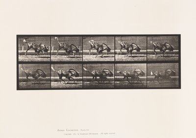 Tafel 702. Gnu; Bockend und galoppierend von Eadweard Muybridge