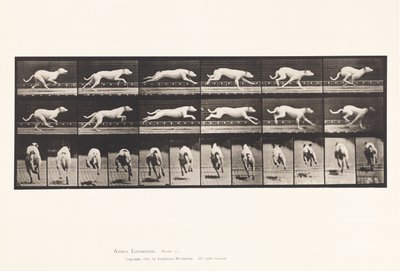 Platte 709. Hund; Galoppieren; Weißer Rennhund Maggie von Eadweard Muybridge