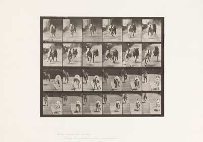 Tafel 711. Hunde; Zwei Rennen; A, B; Rennhunde, Ike & Maggie von Eadweard Muybridge
