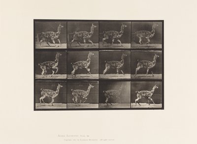 Platte 743. Guanako; Galoppieren von Eadweard Muybridge