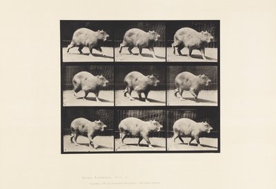 Tafel 746. Capybara; Gehend von Eadweard Muybridge