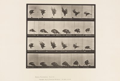 Tafel 770. Amerikanischer Adler; Fliegend nahe dem Boden von Eadweard Muybridge