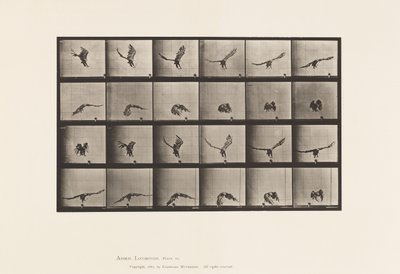 Tafel 771. Amerikanischer Adler; Fliegend in Bodennähe von Eadweard Muybridge