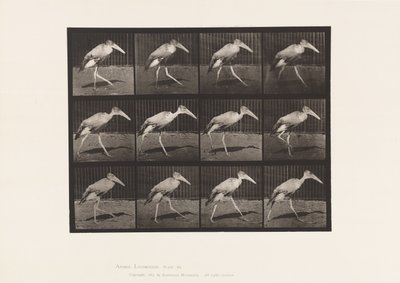 Tafel 774. Adjutant; Gehend von Eadweard Muybridge