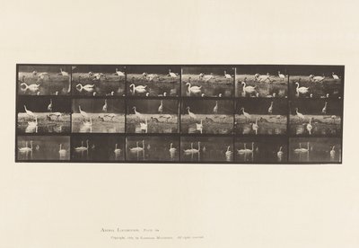 Tafel 776. Störche; Schwäne, usw., A, B, C von Eadweard Muybridge