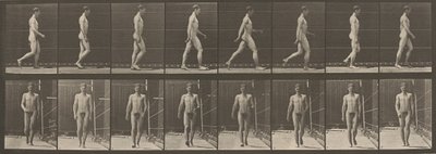 Tafel Nummer 5. Gehen, 1887 von Eadweard Muybridge