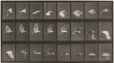 Tafel Nummer 758. Kakadu fliegt, 1887 von Eadweard Muybridge