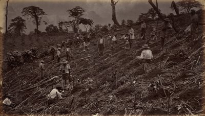 Anlage einer Kaffeeplantage in Antigua de Guatemala, 1875, veröffentlicht 1877 von Eadweard Muybridge