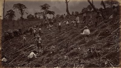 Anlegen einer Kaffeeplantage in Antigua de Guatemala von Eadweard Muybridge