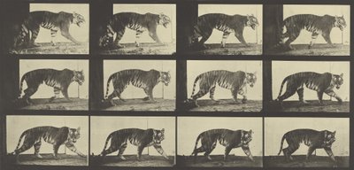 Tiger im Gehen, Platte 729 aus Animal Locomotion, 1887 von Eadweard Muybridge