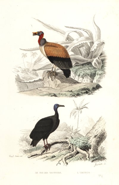 Königsgeier und Truthahngeier von Edouard (after) Travies