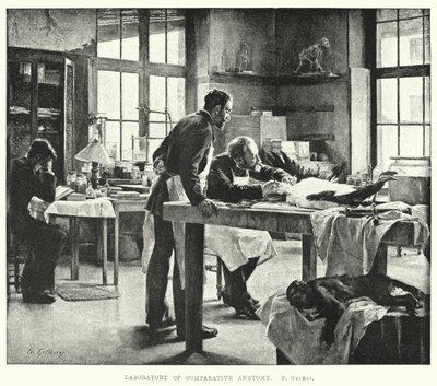 Labor für vergleichende Anatomie (Stich) von Edouard Gelhay