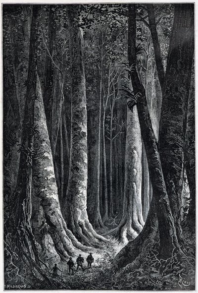 Wald von Französisch-Guayana, Zeichnung von Riou, „Le Tour du Monde“, 2. Halbjahr 1879 von Edouard Riou