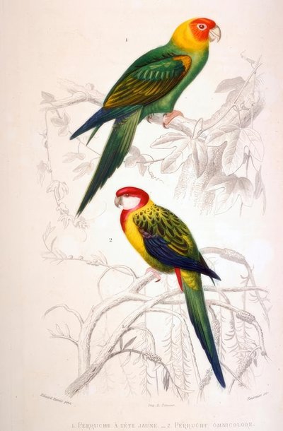 1. Perruche à tête jaune. 2. Perruche omnicolore von Edouard Travies