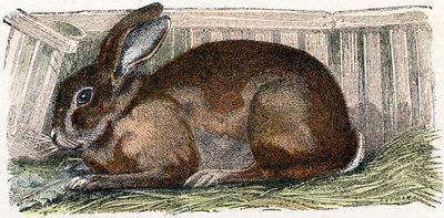 Hauskaninchen - „Alphabet illustriert Tiere“ 19. Jahrhundert von Edouard Travies