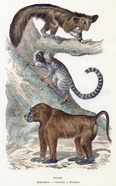Affen - „Alphabet illustriert Tiere“ 19. Jahrhundert von Edouard Travies