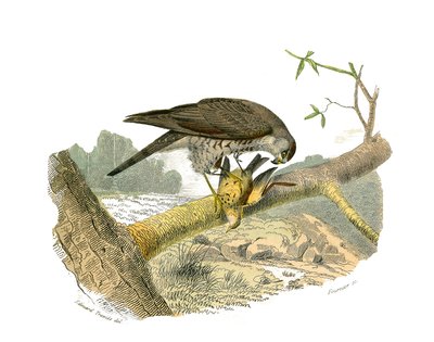 Naturgeschichtstafel: Zoologische Tafel, die nachtaktive Raubvögel darstellt. Der Falke. Tafel aus den neun Bänden über Vögel in „Gesammelte Werke von Buffon“ geschrieben von dem Naturforscher Georges Louis Leclerc, Graf von Buffon (1707-1788) zwischen 17 von Edouard Travies