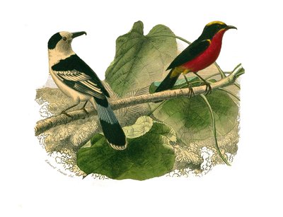 Naturgeschichtstafel: Zoologische Tafel, die nachtaktive Raubvögel darstellt. Der Vanga und der Gonolek. Tafel aus den neun Bänden über Vögel in „Gesammelte Werke von Buffon“ geschrieben von dem Naturforscher Georges Louis Leclerc, Graf von Buffon von Edouard Travies