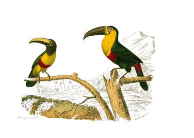 Naturgeschichtstafel: Zoologische Tafel, die Kletterer darstellt. Der Grigri-Aracari und der Gelbkehltukan. Tafel aus den neun Bänden über Vögel in „Werke komplett von Buffon“ geschrieben vom Naturforscher Georges Louis Leclerc, Graf von Buffon von Edouard Travies