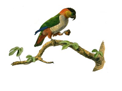 Naturgeschichte Tafel: Zoologische Tafel, die Klettervögel darstellt. Der Maipouri. Platte aus den neun Bänden über Vögel in „Gesammelte Werke von Buffon“ von Georges Louis Leclerc, Graf von Buffon von Edouard Travies