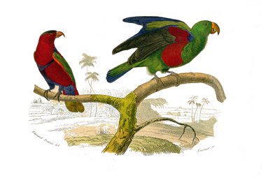 Naturgeschichtstafel: Zoologische Tafel, die Kletterer darstellt. Der dreifarbige Lori und der grüne Papagei. Tafel aus den neun Bänden über Vögel in „Gesammelte Werke von Buffon“ geschrieben von dem Naturforscher Georges Louis Leclerc, Graf von Buffon (1 von Edouard Travies